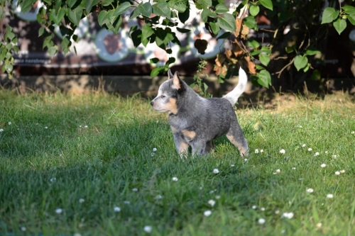 HAZEL - female - 7 weeks old